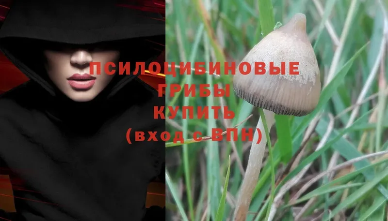 МЕГА как зайти  Алексеевка  мориарти состав  Псилоцибиновые грибы Psilocybine cubensis 